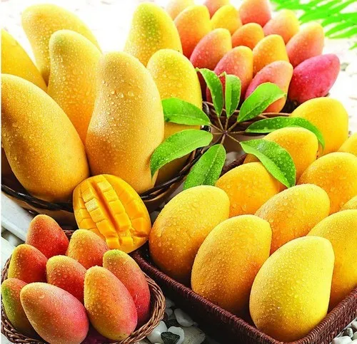 african-mango-seed-extract-476-1